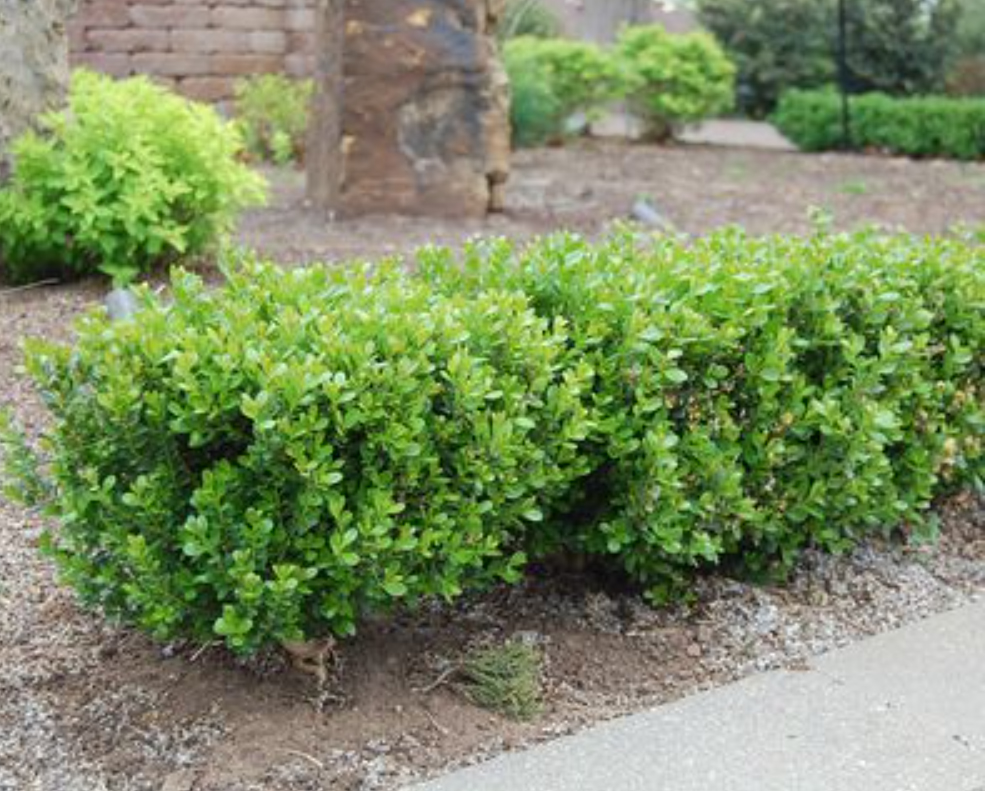 2 Gal Boxwood Baby Gem Season to Season Shop Our Plants J. Berry