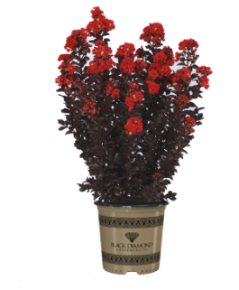 Black Diamond<sup>®</sup> Crape Myrtles