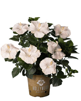 Hollywood Hibiscus<sup>®</sup>