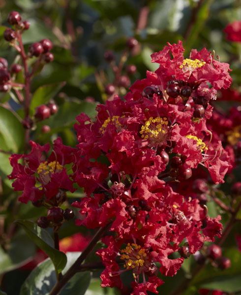 j berry nursery shrubs