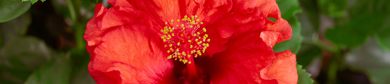 j berry tropical hibiscus