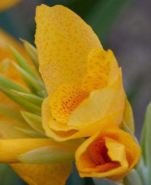 J berry nursery canna