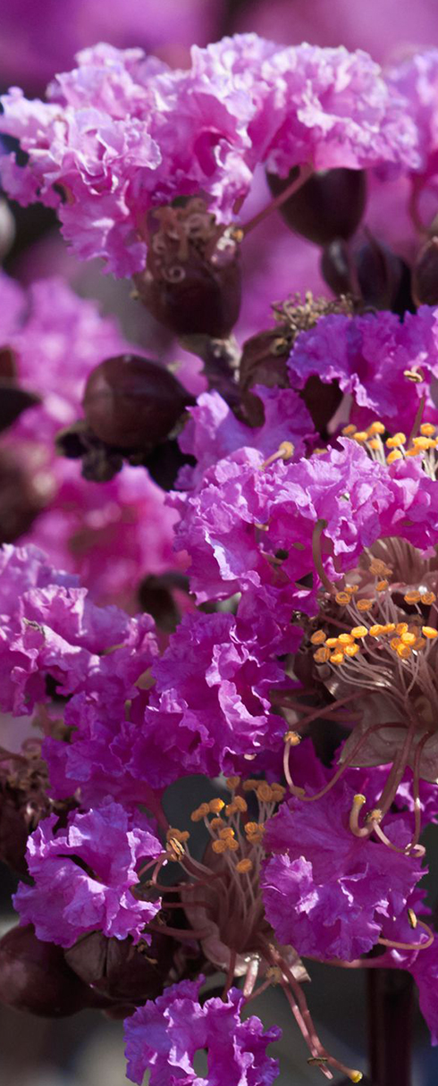 J. Berry crepe myrtles