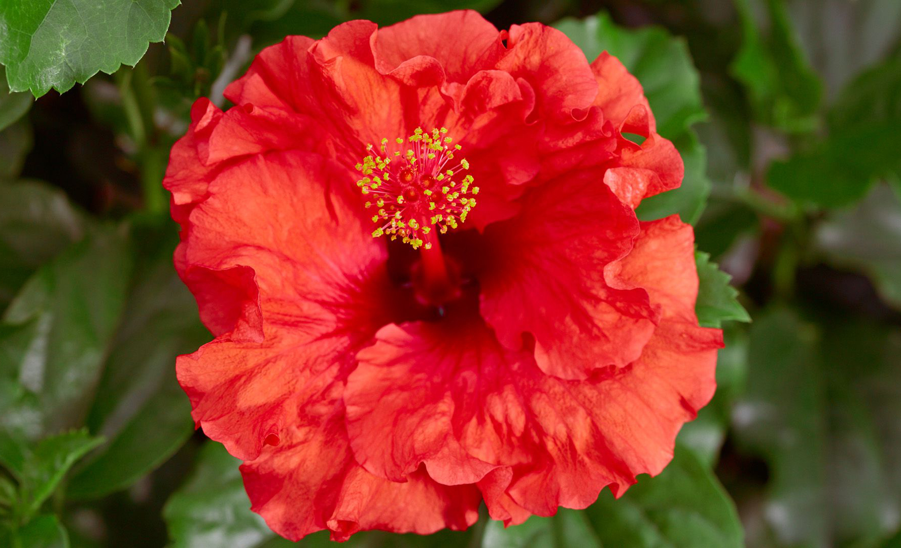 J. Berry tropical plants 