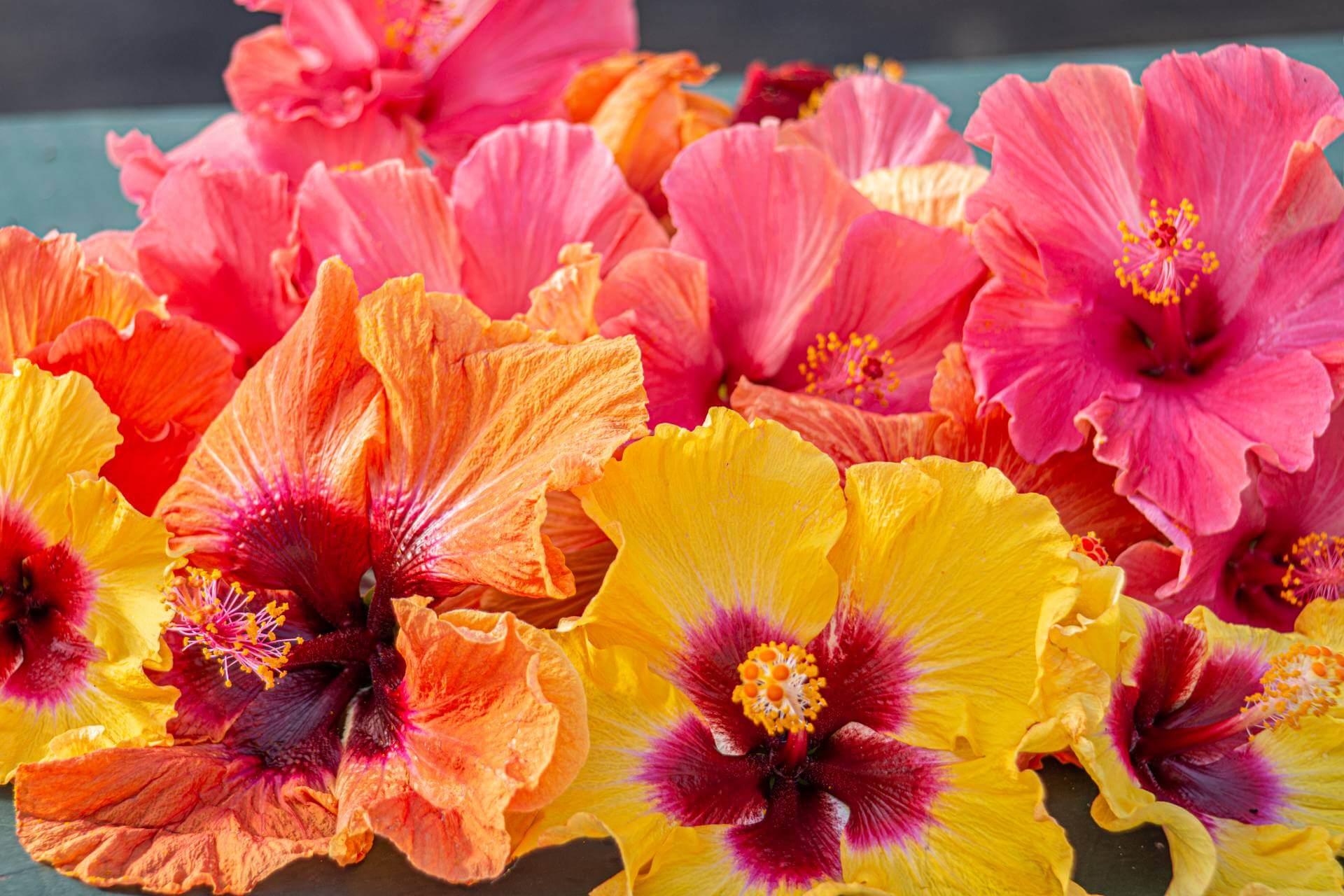 Hollywood Hibiscus Our Plant Collection J. Berry Nursery