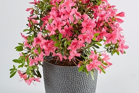 Pink Deja Bloom Azaleas