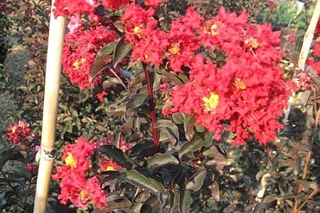 Crimson Red