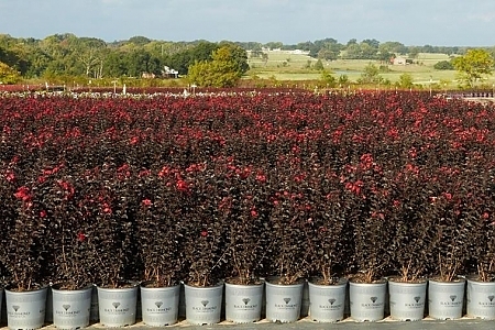 Black Diamond<sup>®</sup> Crape Myrtles Rows Of Beauty