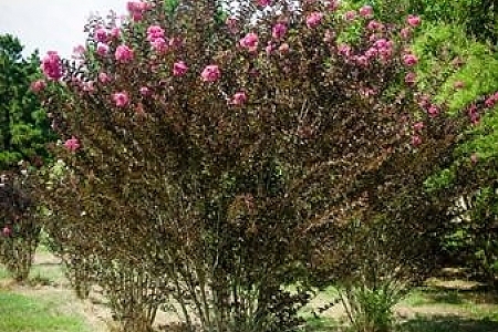 Shell Pink