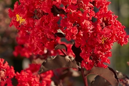 Best Red