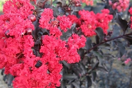 Red Hot