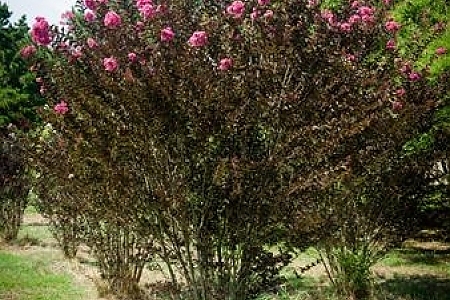 Shell Pink