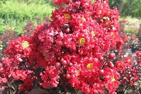 Crimson Red