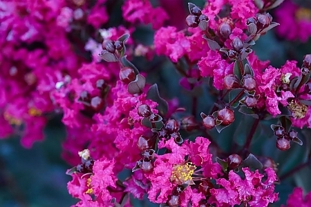 Magenta