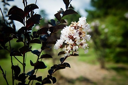 Pure White