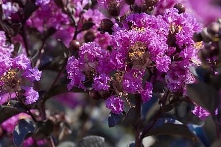 Purely Purple