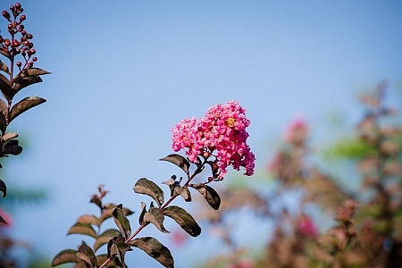 Shell Pink
