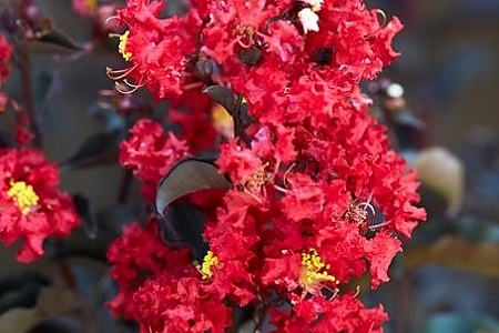 Crimson Red