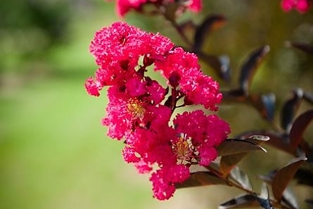 Black Diamond<sup>®</sup> Mystic Magenta