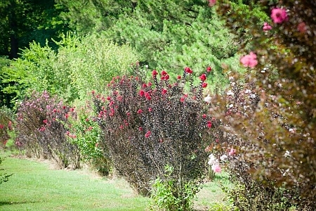 Multiple Varieties And Misc