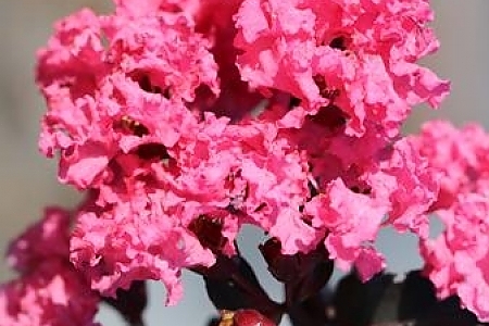 Shell Pink