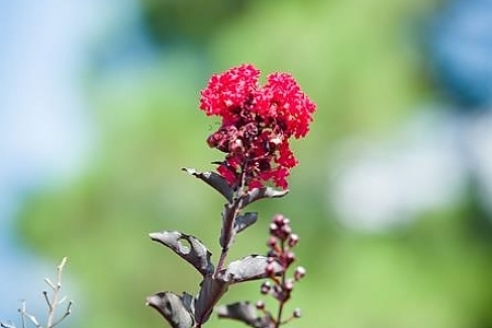Best Red