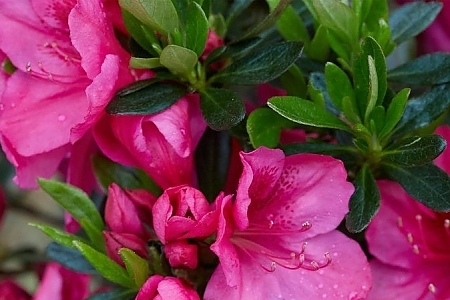 <span>Season to Season<sup>®</sup> Plants</span>