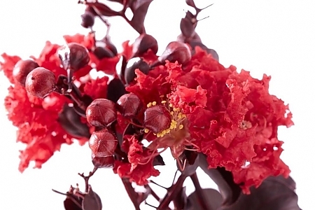 Black Diamond<sup>®</sup> Crimson Red