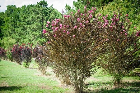 Multiple Varieties And Misc