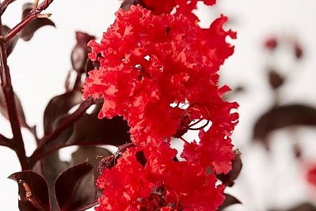 Black Diamond<sup>®</sup> Red Hot