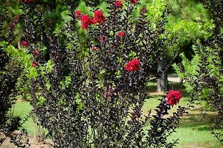 Crimson