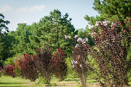 Multiple Varieties And Misc
