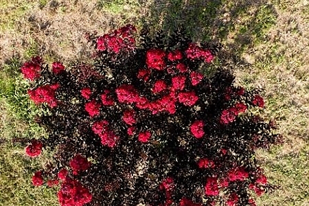 Crimson