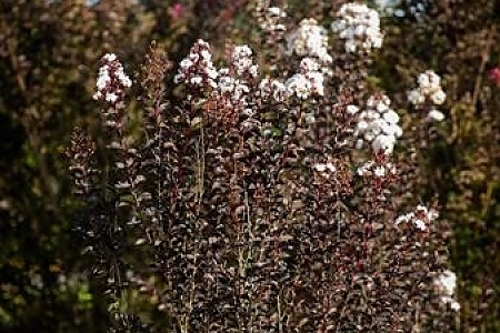 Multiple Varieties And Misc
