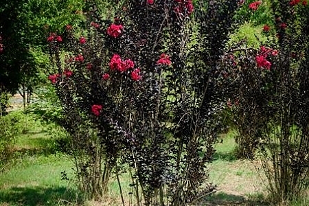 Crimson