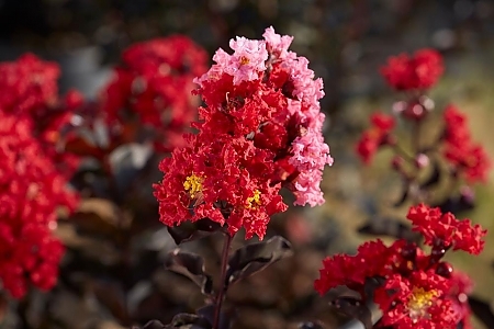 Best Red
