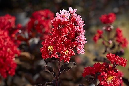 <span>Black Diamond<sup>®</sup> Blooms</span>