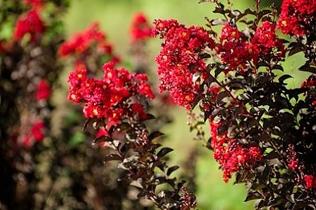 Crimson