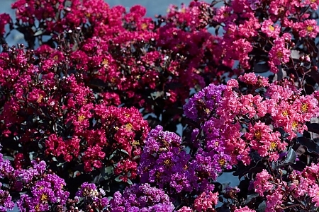 Mystic Magenta Purely Purpleand Shell Pink