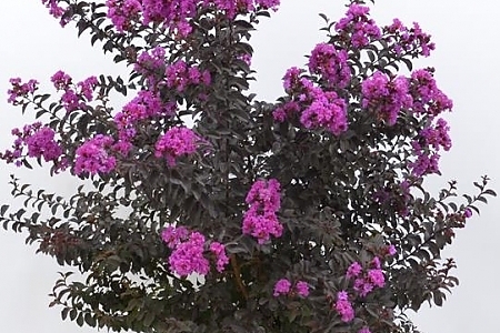Purely Purple