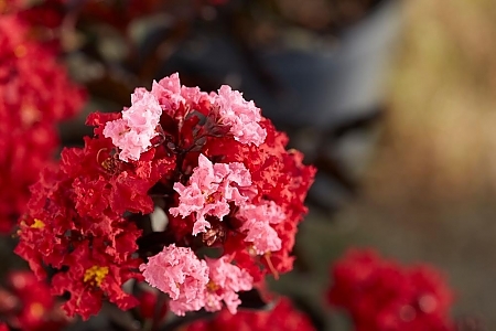 Pink Looking Best Red Bloom