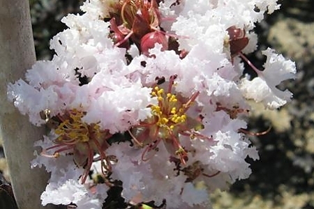 Black Diamond<sup>®</sup> Blush
