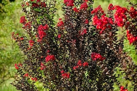 Crimson