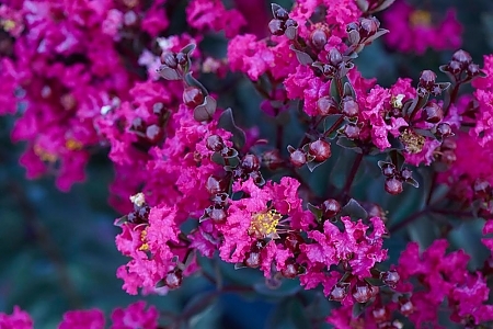 Mystic Magenta Black Diamond<sup>®</sup>