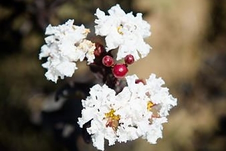Pure White