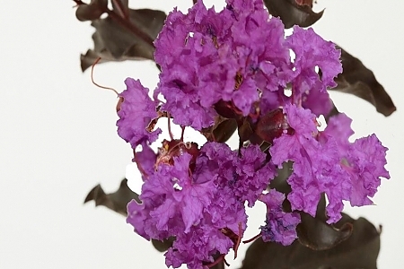 Purely Purple