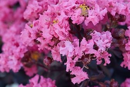 Shell Pink