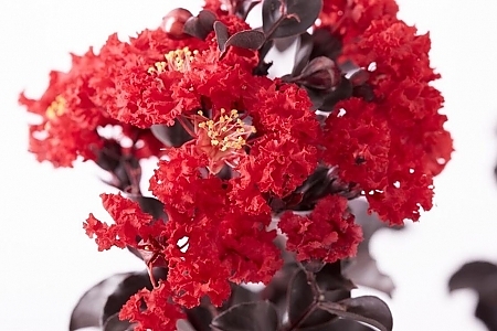 Black Diamond<sup>®</sup> Best Red