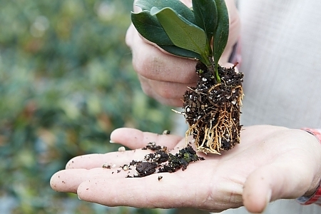Discovering & Delivering Great Plants