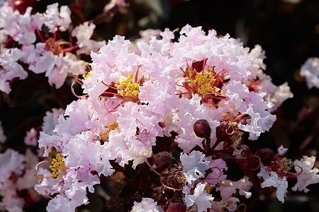 Blush